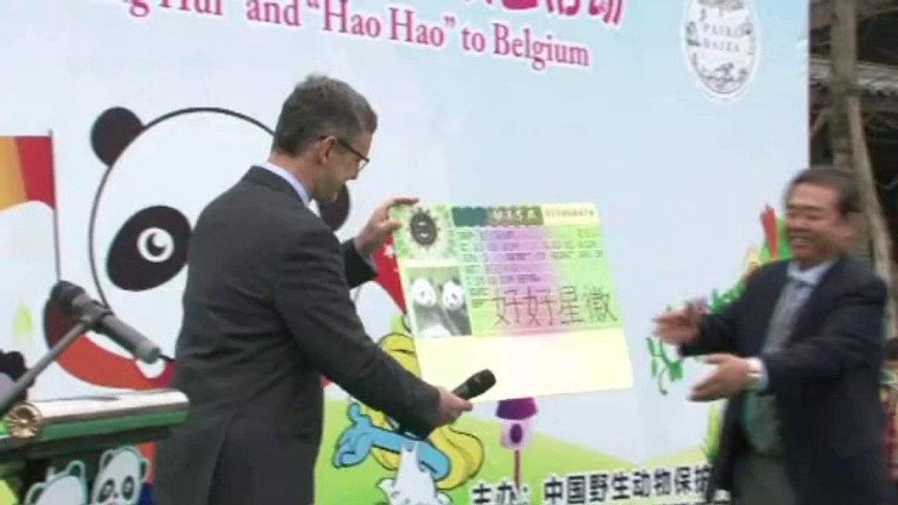 Le départ des pandas vers la Belgique célébré ce matin