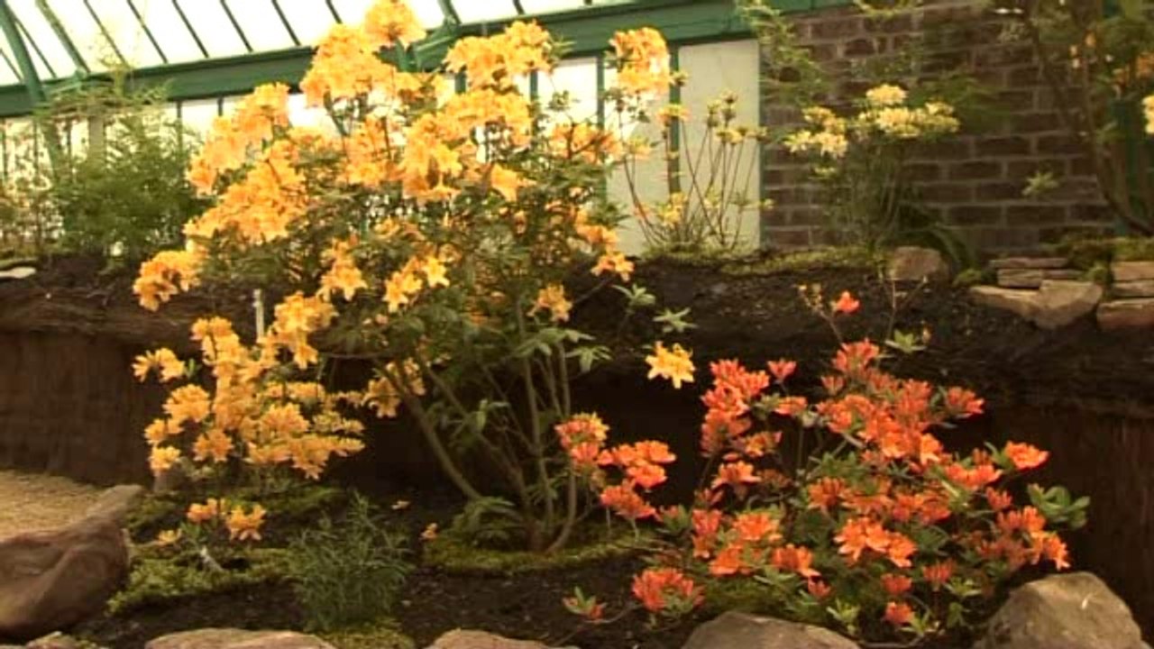 Les Serres royales de Laeken ouvrent leurs portes jusqu'au 9 mai