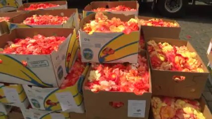 La Grand-Place de Bruxelles endosse son costume floral