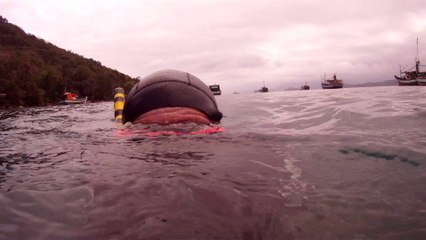 Polvo gigante, Praias, Mares, Apneia, Natureza Marinha, Ubatuba, SP, Brasil, Marcelo Ambrogi, (22)
