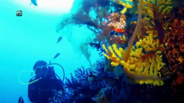 TV3 - Divendres, 22.05, al 33 - Noves històries, a Thalassa