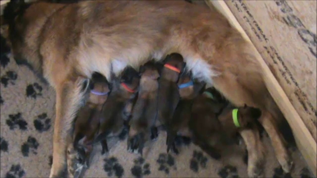 La Ckaliksou (Cloes Christiane) Elevage de B.B. Tervueren nichée 2014 1ère semaine