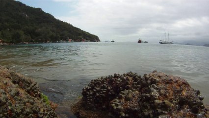 Polvo gigante, Praias, Mares, Apneia, Natureza Marinha, Ubatuba, SP, Brasil, Marcelo Ambrogi, (48)