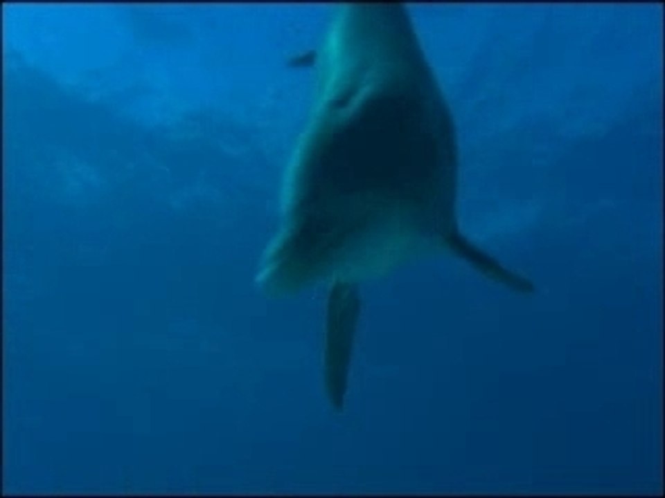OCEANO MARAVILLOSO 3D (Mexican Version)