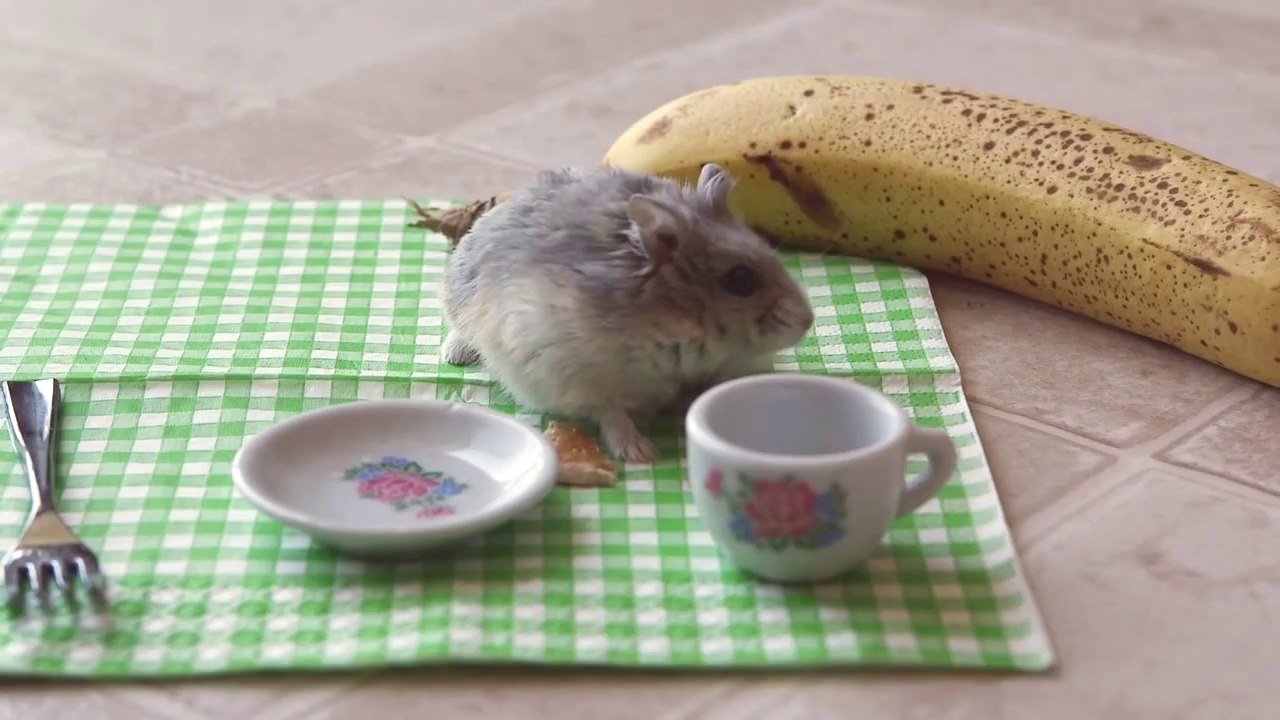 Tiny hamster eating a tiny pizza