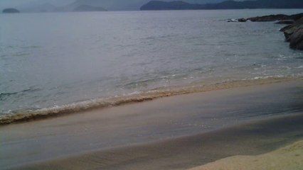 Polvo gigante, Praias, Mares, Apneia, Natureza Marinha, Ubatuba, SP, Brasil, Marcelo Ambrogi, (66)