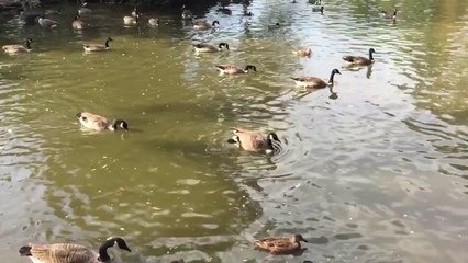 iPhone 6 Slow Mo 240FPS Lake STYLE!