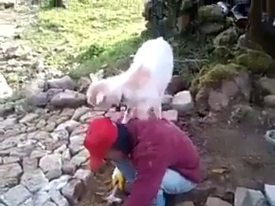 Bu Keçi Çıldırmış Olmalı