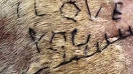 Veterinary student who stitched 'I love you' into dog's skin to impress girlfriend faces axe