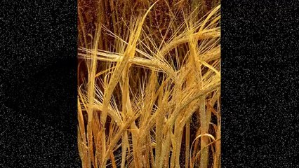 Cameron wants Imperial measures back - this is why that's ridiculous