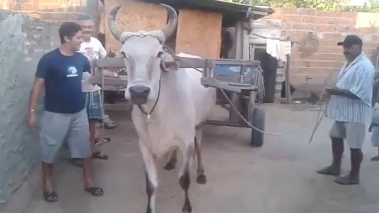 Öküzün Yaptığına İnanamayacaksınız