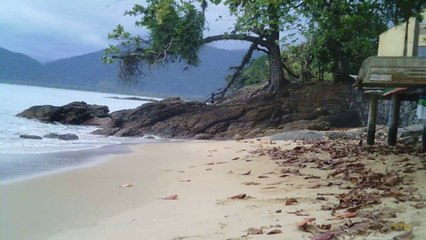 Polvo gigante, Praias, Mares, Apneia, Natureza Marinha, Ubatuba, SP, Brasil, Marcelo Ambrogi, (70)