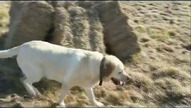 Balades tranquilles pour Gipsie