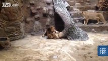 León mata a leona en zoológico frente a espectadores