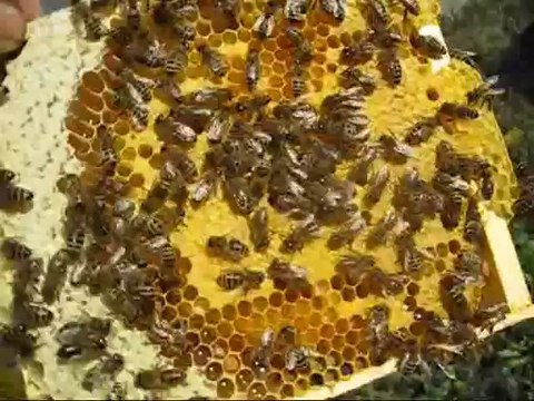 kraliçe kontrolü ve ana arı kutusuı