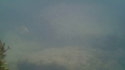 Polvo gigante, Praias, Mares, Apneia, Natureza Marinha, Ubatuba, SP, Brasil, Marcelo Ambrogi, (74)