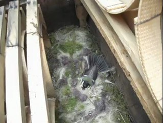 kuş kovan yuava yapmış