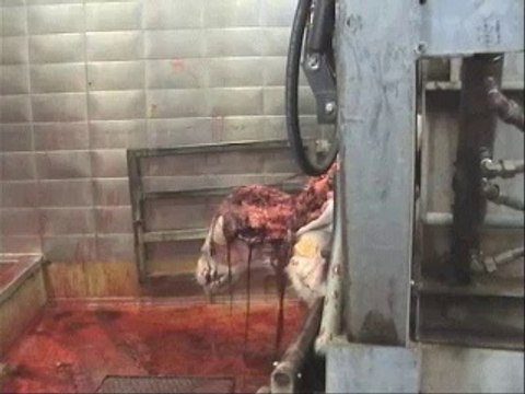 GAIA 2009 Abattage sans étourdissement