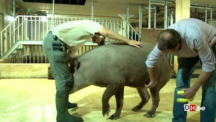 Etre vétérinaire au parc Pairi Daiza