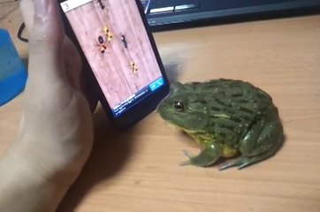 Une grenouille joue avec les fausses fourmis d'un vrai iPhone