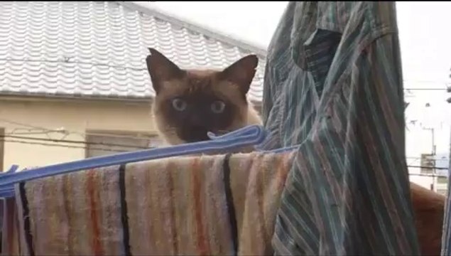 Un chat rate complètement son saut
