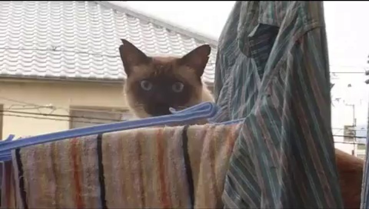 Un chat rate complètement son saut