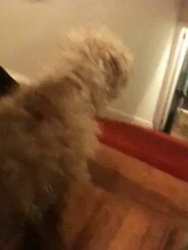 Un chien avec un pantalon de Noël descend les escaliers