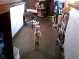 Un Chihuahua qui danse la salsa