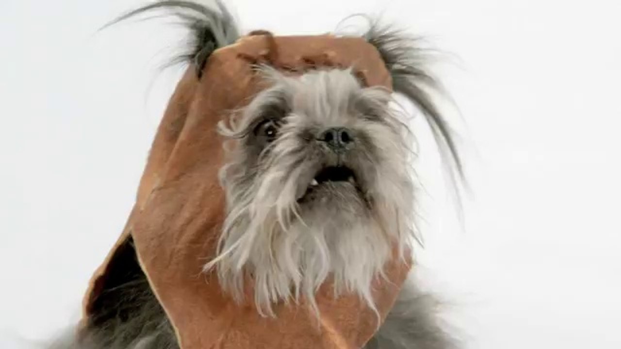 Des chiens reprennent la musique de Star Wars