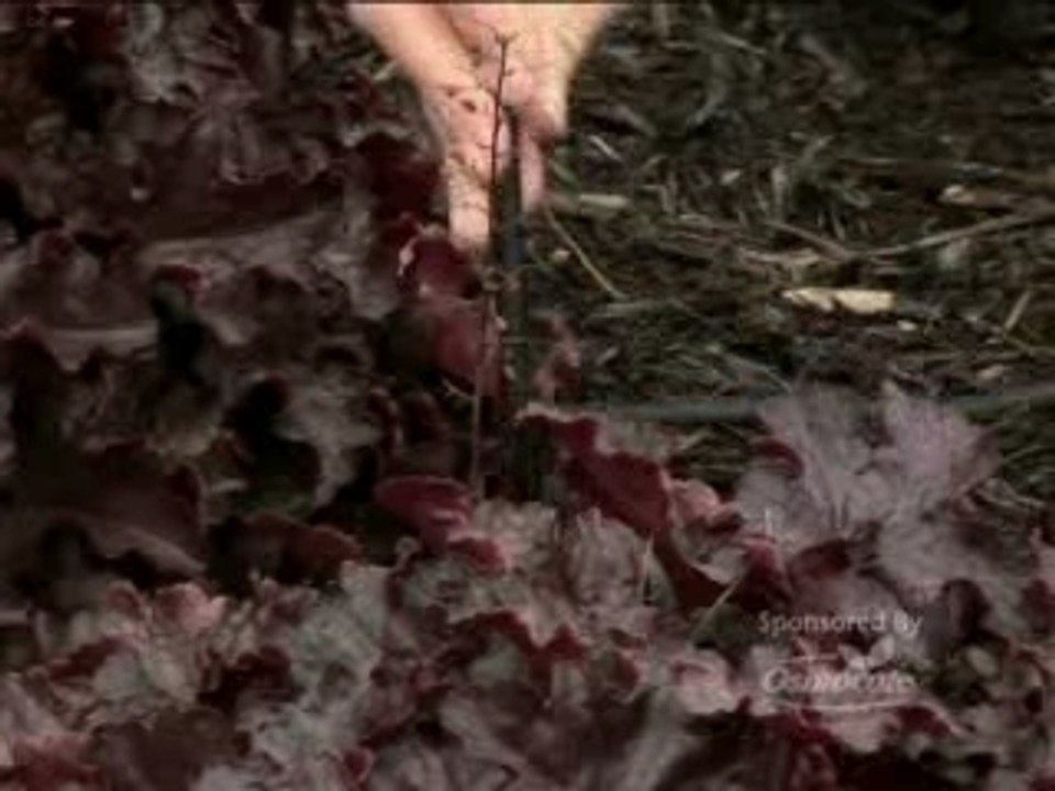 Gardeing Tip 1 Proper Watering