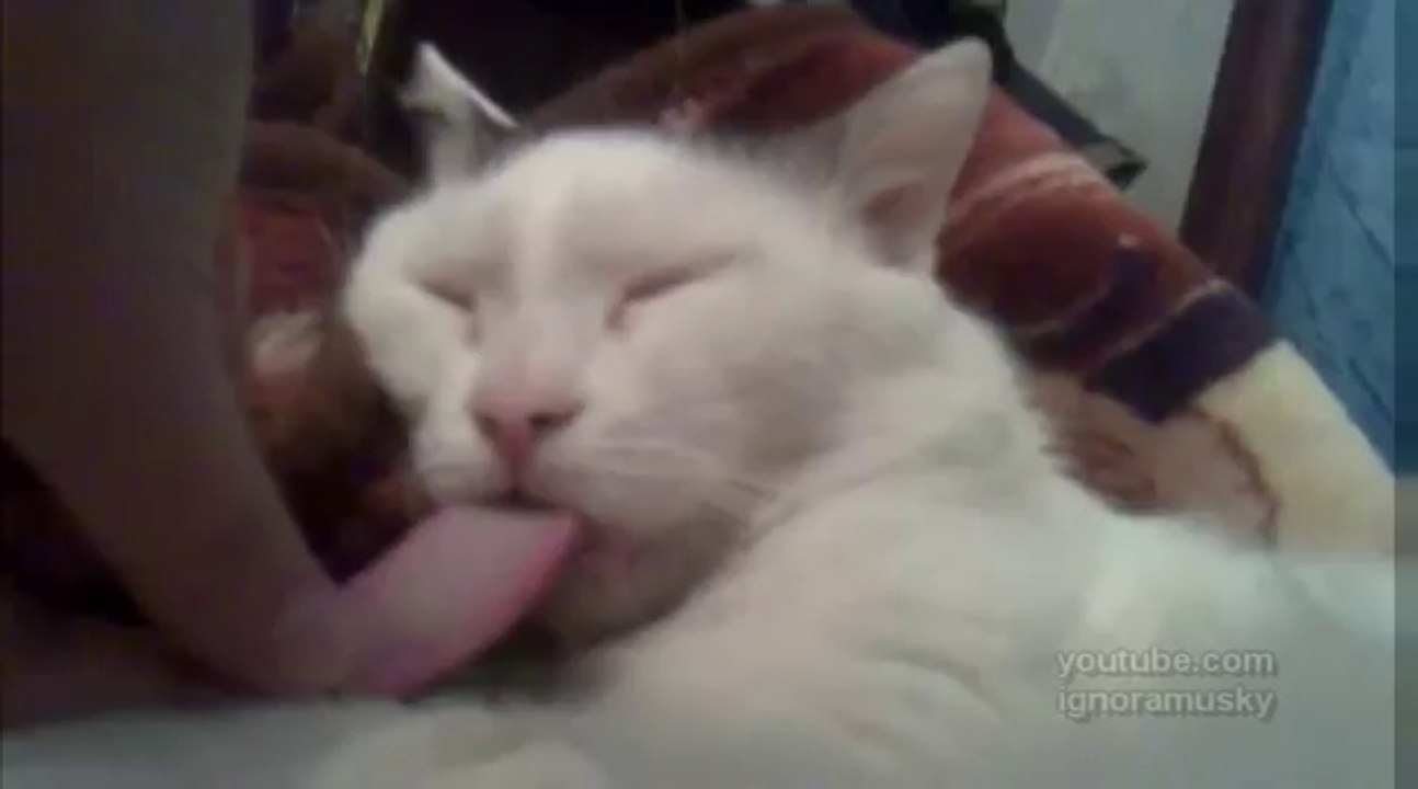 Un chat avec une énorme langue