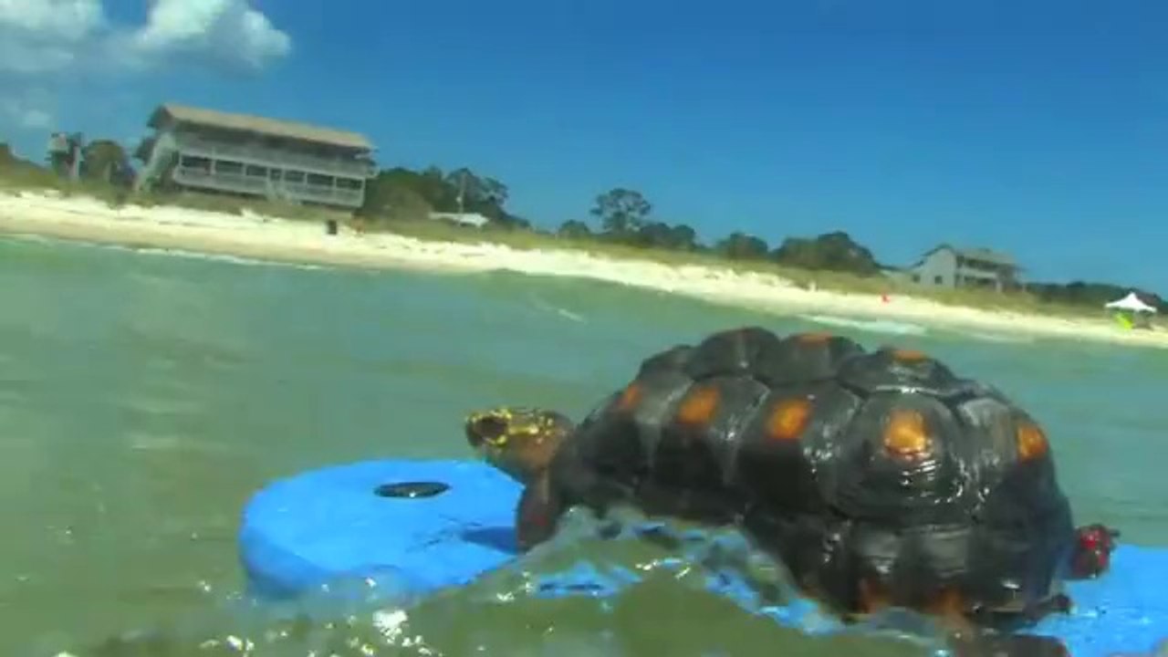 L'histoire de Nemo, la tortue surfeuse