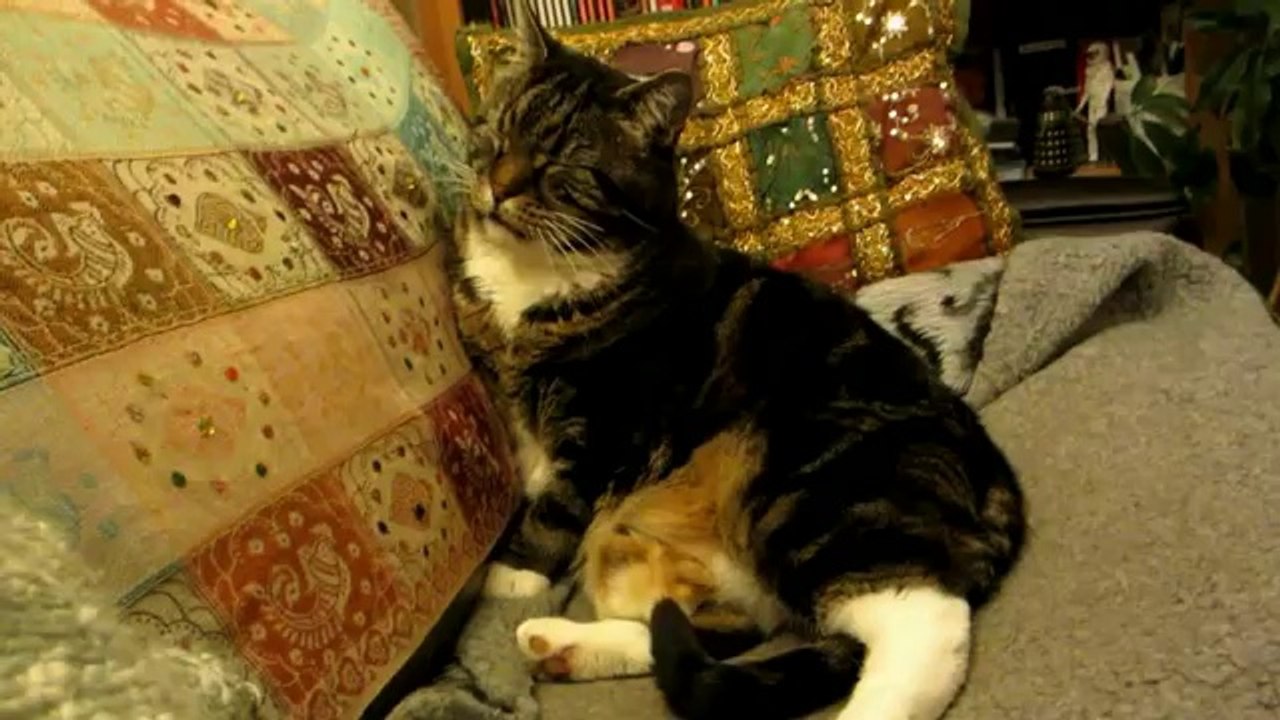 Un poussin hyper bien camouflé