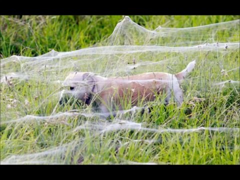 Une ville envahie par les araignées