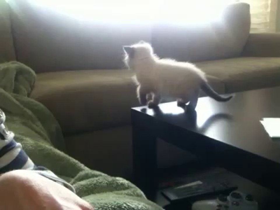 Chaton apprend à sauter