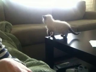 Chaton apprend à sauter