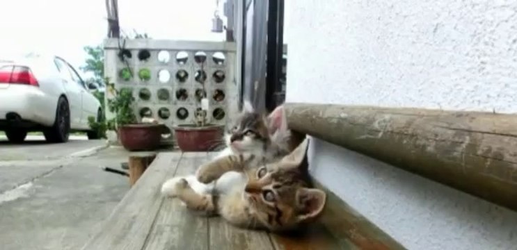 Un chaton essaie de réveiller un autre chaton