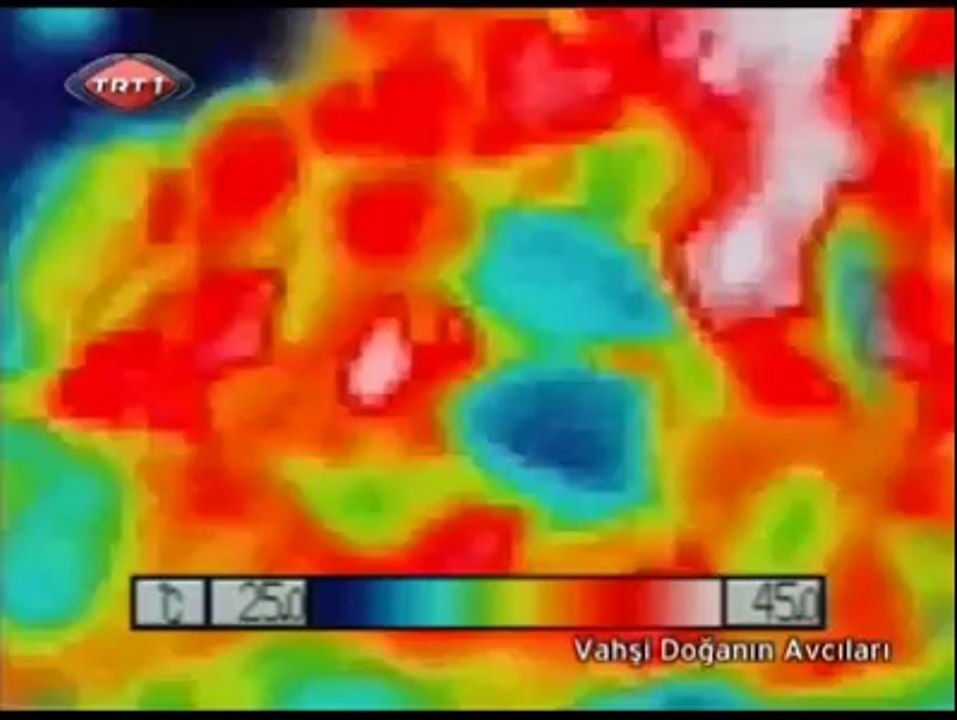 eşek arıların katlima ve japon arısının taktiği