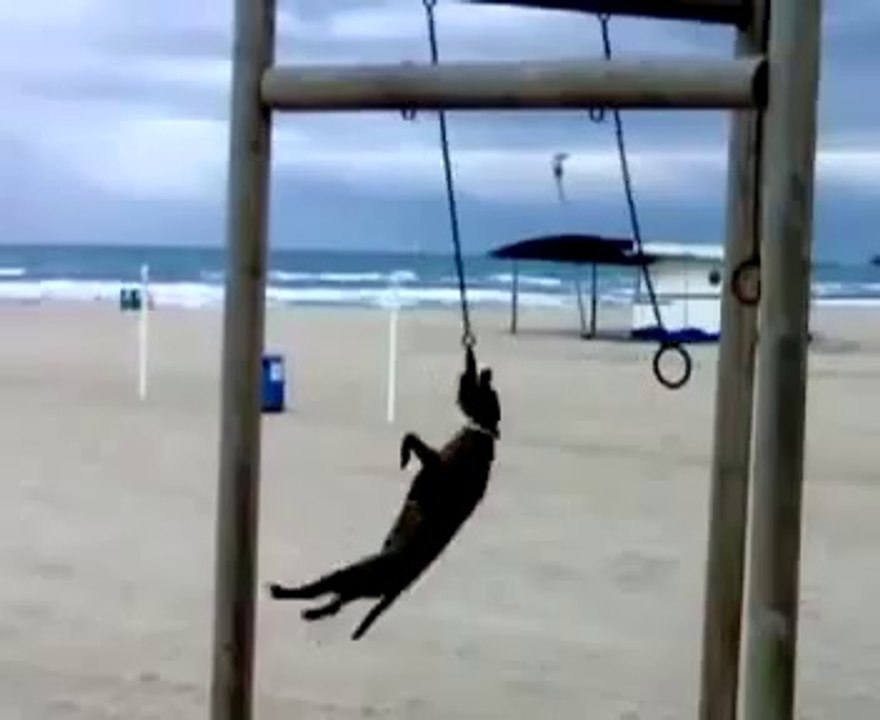 Un chien qui fait la toupille à la plage