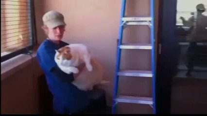 Meow, le chat qui pèse 18 kilos