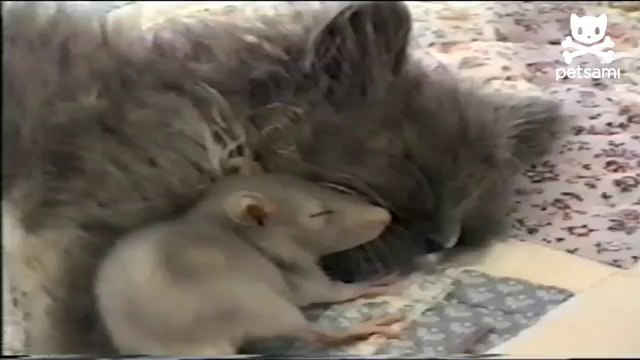 Une souris et un chat s'aiment à la folie