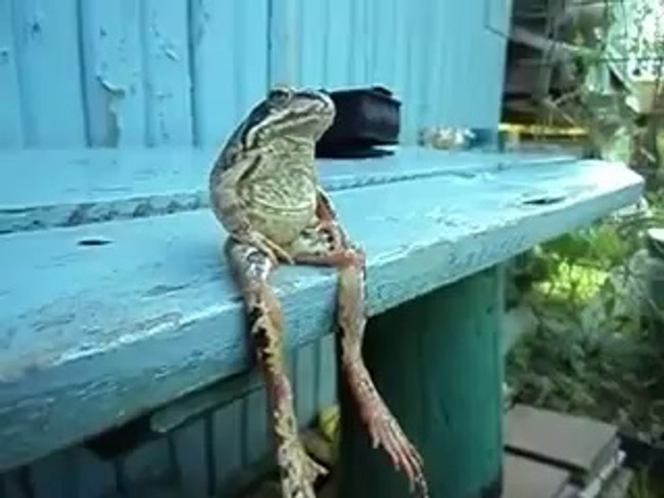 Une grenouille assise comme un homme fait le buzz