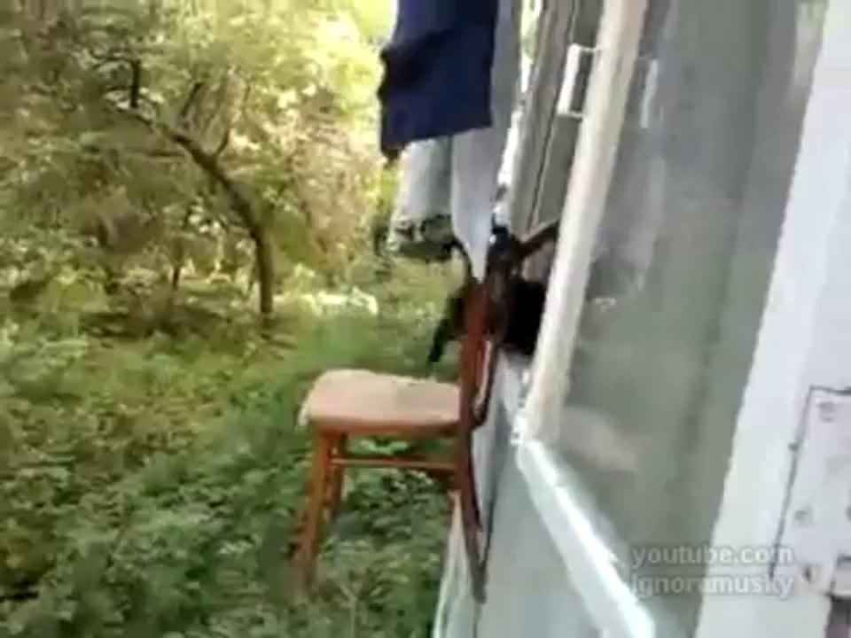 Un ascenseur pour chats
