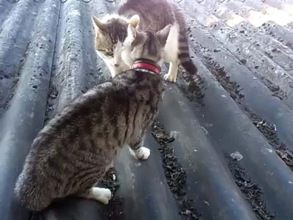 Deux chats se chauffent avant une grosse baston