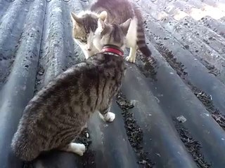 Deux chats se chauffent avant une grosse baston