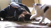 Un chaton joue avec un gros doberman