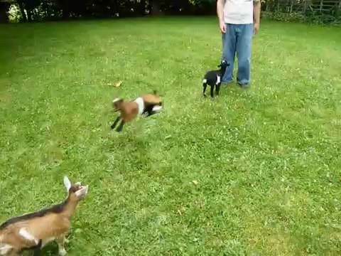 Une chèvre joue à saute-mouton