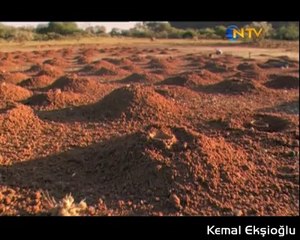 Kopyası dahosan arıları, afrikada yaşayan çok büyükarılar