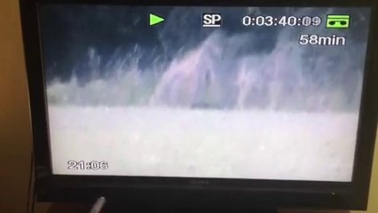 Un puma en plein Courcelles ?