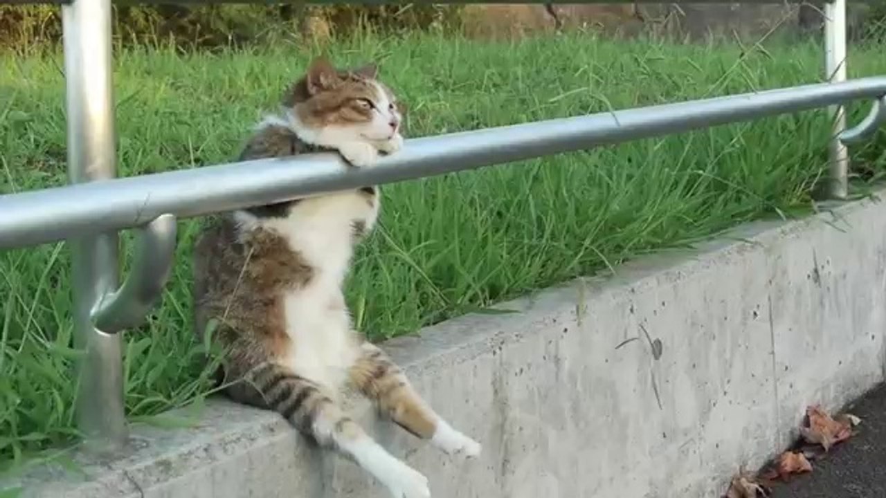 Chat super bien installé